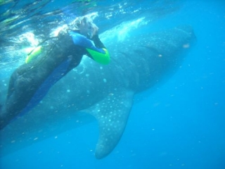  Snorkeling with whale shark 